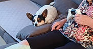 Simba participe au concours pour gagner de l'argent avec cette photo : dog, couch, blanket, remote_control, game_controller, person, leggings, patterned_shirt, pillow, resting_dog, indoors, relaxing, casual, living_room, pet, small_dog, gray_couch, comfort, seated, leisure