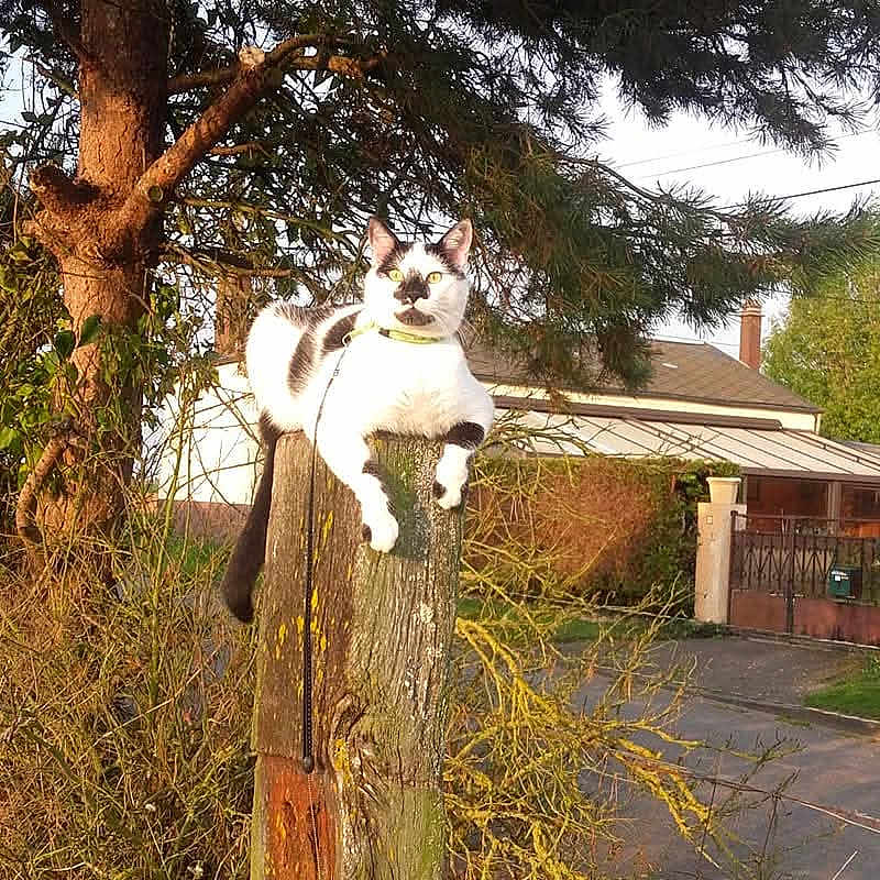 Simba a rejoint le concours — aidez-le/la à gagner de superbes lots ! animal, architecture, backyard, building, cat, city, conifer, grass, grove, land, nature, outdoors, pet, plant, pottedplant, shelter, tree, vegetation, woodland, yard