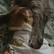 Chia is registered to the contest to win money with this photo: cat, cats, snuggling, paw, shirt, clothing, peanuts, cartoon, blanket, pattern, fur, sleeping, cozy, indoor, pet, animal, resting, cute, friendship, comfort