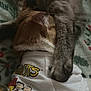 cat, cats, snuggling, paw, shirt, clothing, peanuts, cartoon, blanket, pattern, fur, sleeping, cozy, indoor, pet, animal, resting, cute, friendship, comfort