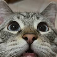 Tigre joined the competition — help win amazing prizes! cat, close_up, curious, wide_eyes, mouth_open, whiskers, indoor, fur, pet, animal, cute, face, tabby, domestic_cat, nose, ears, expression, looking_up, blurred_background, indoor_lighting