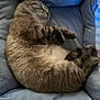 cat, tabby, sleeping, bed, cozy, furry, pet, animal, resting, cute, domestic, feline, cute_pet, indoor, soft, relaxed, fluffy, paw, whiskers, comfort