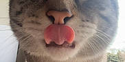 Tigre is registered to the contest to win money with this photo: cat, tabby, tongue_out, close_up, windowsill, indoor, pet, animal, whiskers, curious, cute, feline, face, ears, paw, window, natural_light, blurred_background, domestic, funny_expression