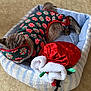 cat, pet_bed, pajamas, sleep_mask, holiday, festive, peppermint_pattern, red, green, blue, striped, plush, sleeping, cozy, indoor, feline, resting, cute, soft, bed