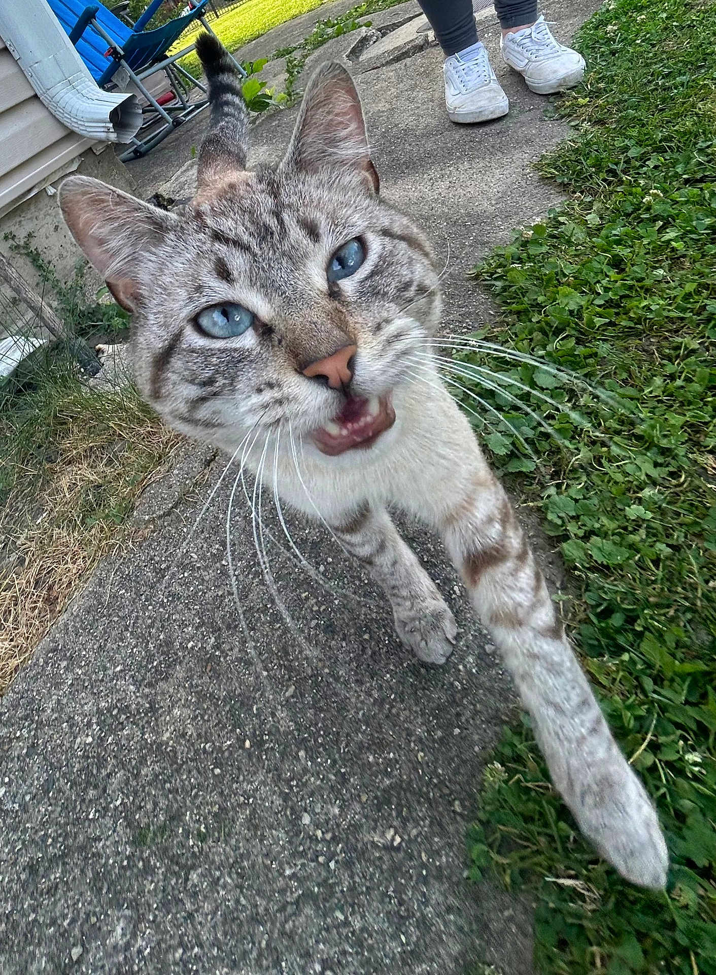 Tigre