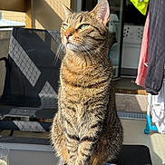 Sully a rejoint le concours — aidez-le/la à gagner de superbes lots ! cat, tabby, animal, pet, sunlight, balcony, chair, book, table, indoor, shadow, fur, whiskers, green_eyes, relaxed, seated, domestic, closeup, striped, daylight