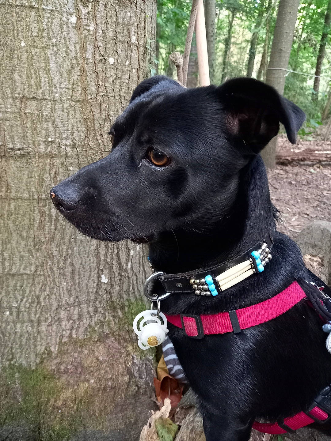 Black a rejoint le concours — aidez-le/la à gagner de superbes lots ! adventure, borador, canidae, carnivore, collar, companion_dog, dog, dog_breed, dog_collar, dog_supply, fashion_accessory, fawn, grass, leash, pet_supply, snout, sporting_group, tree, whiskers, working_animal