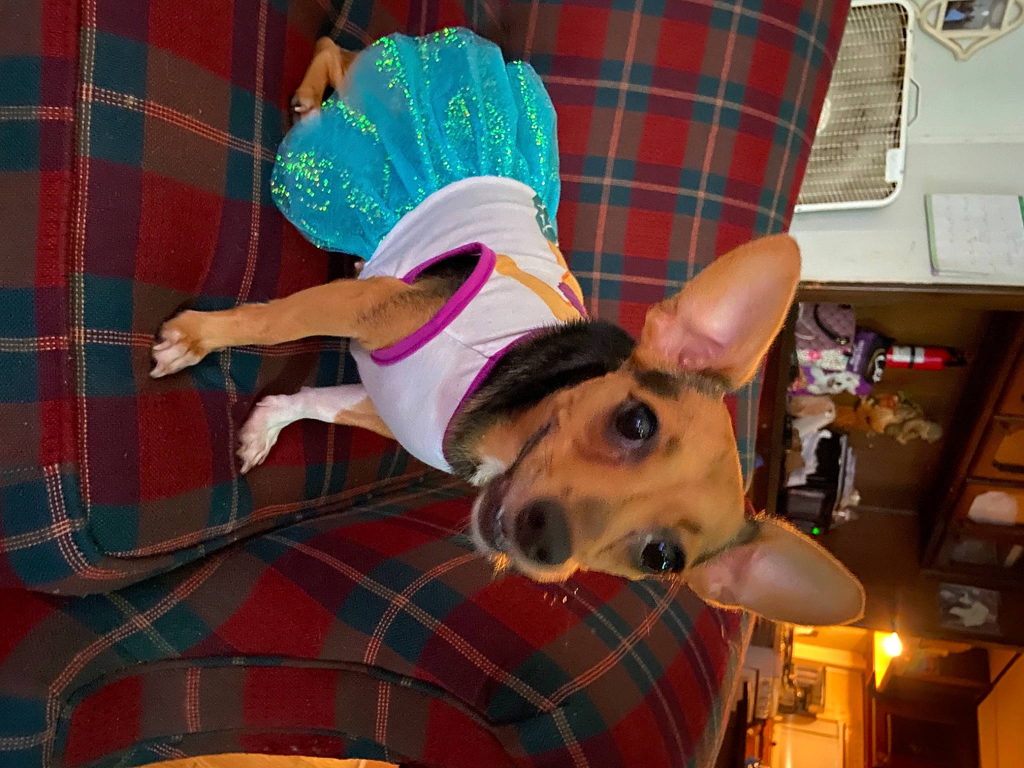 Bambi joined the competition — help win amazing prizes! carnivore, collar, companion_dog, design, dog, dog_breed, dog_supply, event, eyewear, fawn, fun, hat, party_hat, pattern, plaid, snout, sporting_group, sunglasses, tartan, textile