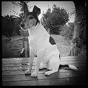 Kinou Jour De Neige a rejoint le concours — aidez-le/la à gagner de superbes lots ! dog, black_and_white, outdoor, table, tree, grass, garden, pet, canine, animal, sitting, nature, fur, ears, tail, wood, bench, quiet, calm, portrait