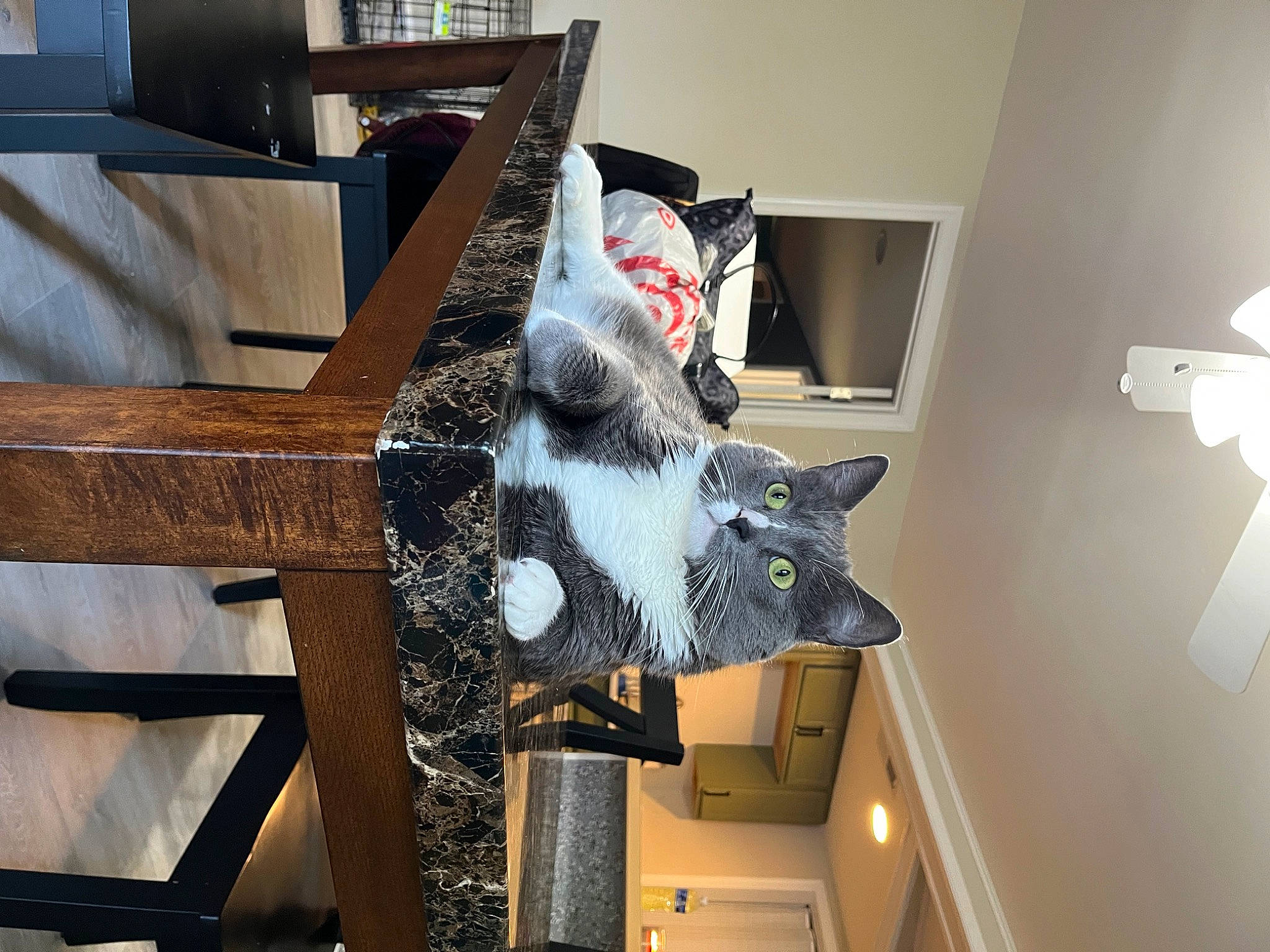 Major is registered to the contest to win money with this photo: carmine, chair, costume_hat, fur, hat, lamp, light_fixture, metal, outdoor_furniture, picture_frame, room, shelf, stuffed_toy, visual_arts, whiskers, window, wood