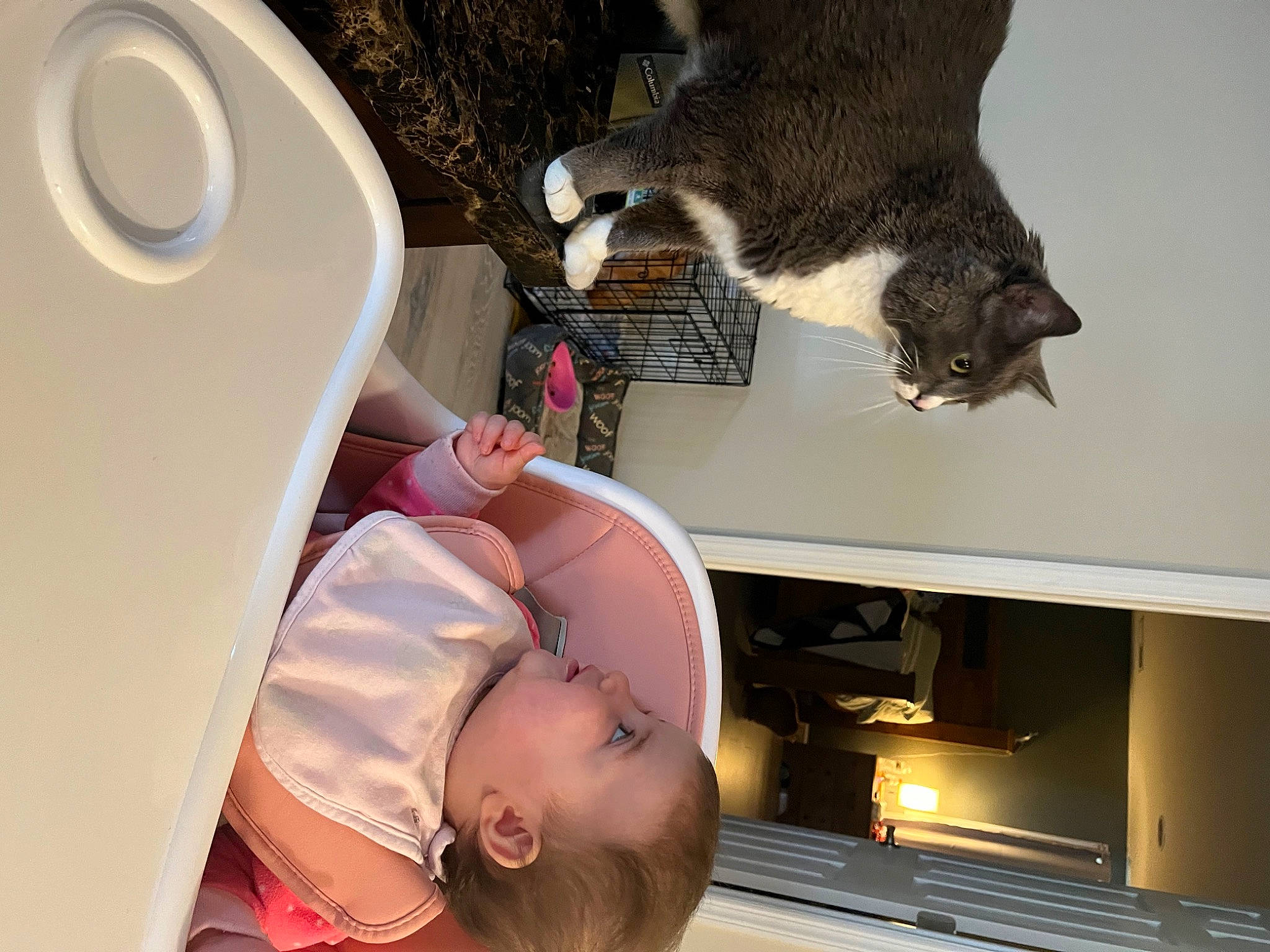 Major joined the competition — help win amazing prizes! audio_equipment, carnivore, cat, comfort, domestic_short_haired_cat, felidae, fur, hat, home_appliance, kitchen, room, small_to_medium_sized_cats, tail, toddler, whiskers