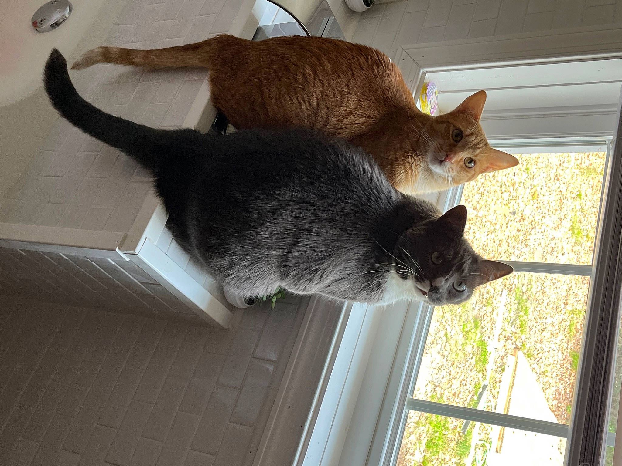 Major is registered to the contest to win money with this photo: carnivore, cat, domestic_short_haired_cat, felidae, flooring, fur, houseplant, plant, room, small_to_medium_sized_cats, tail, tints_and_shades, tree, whiskers, window, wood