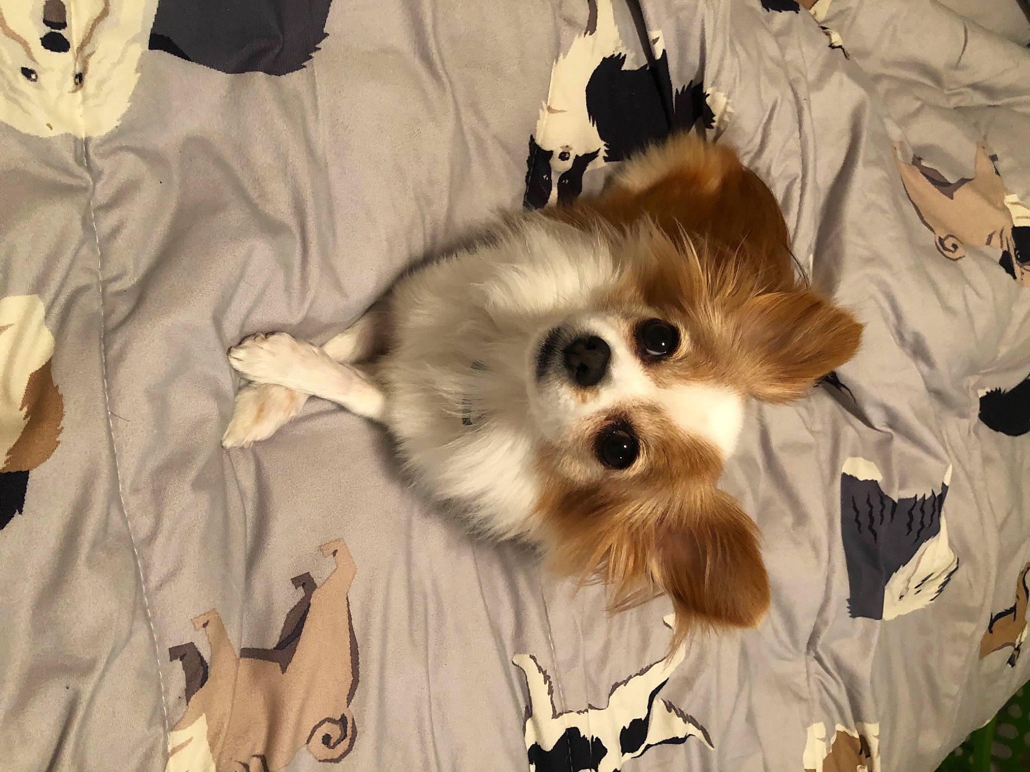 Sylvia is registered to the contest to win money with this photo: ancient_dog_breeds, canidae, carnivore, companion_dog, dog, dog_breed, dog_clothes, dog_supply, fawn, fur, maltepoo, non_sporting_group, puppy, snout, sporting_group, toy_dog, volpino_italiano, whiskers, working_animal