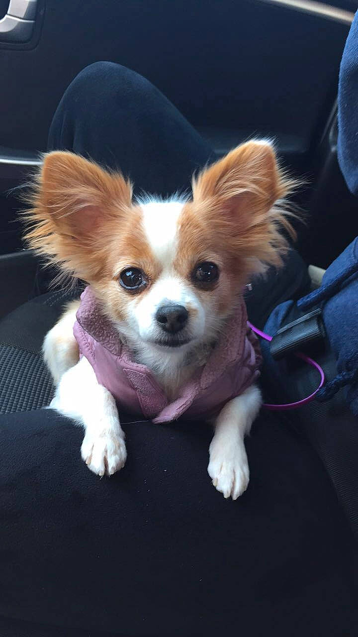 Sylvia is registered to the contest to win money with this photo: canidae, carnivore, chihuahua, companion_dog, corgi_chihuahua, dog, dog_breed, fawn, fur, puppy, russkiy_toy, snout, sporting_group, toy_dog, whiskers