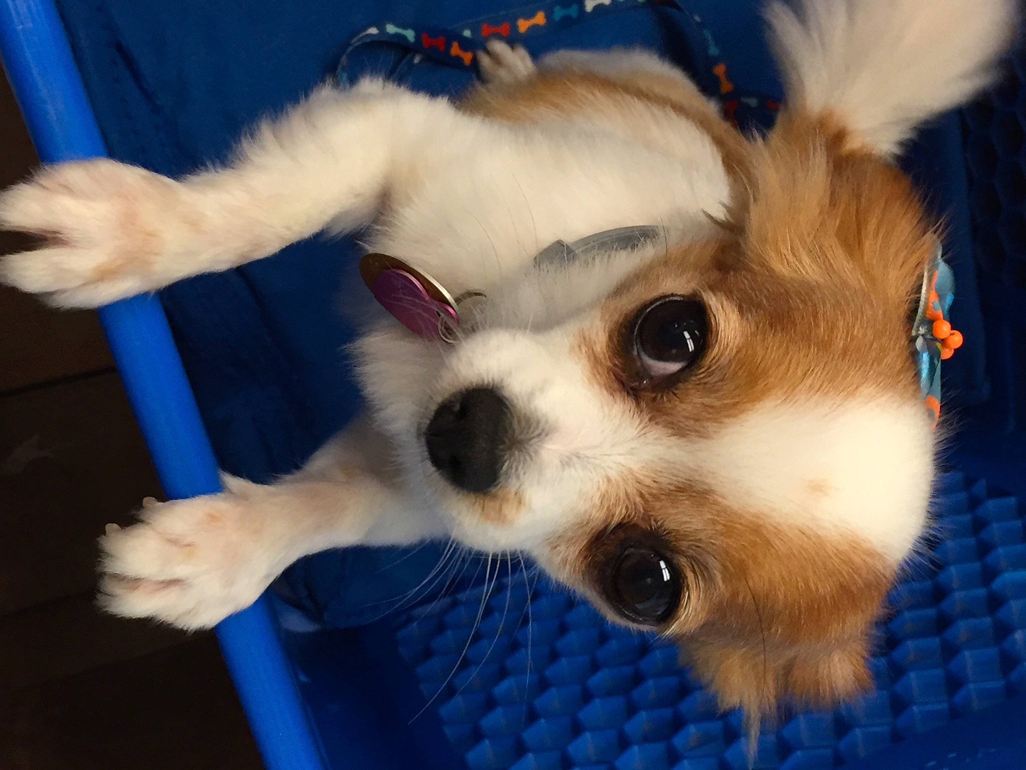 Sylvia is registered to the contest to win money with this photo: canidae, carnivore, chair, companion_dog, dog, dog_breed, dog_supply, ear, eyelash, eyewear, fawn, fur, paw, puppy_love, snout, sporting_group, sunglasses, toy_dog, whiskers, working_animal