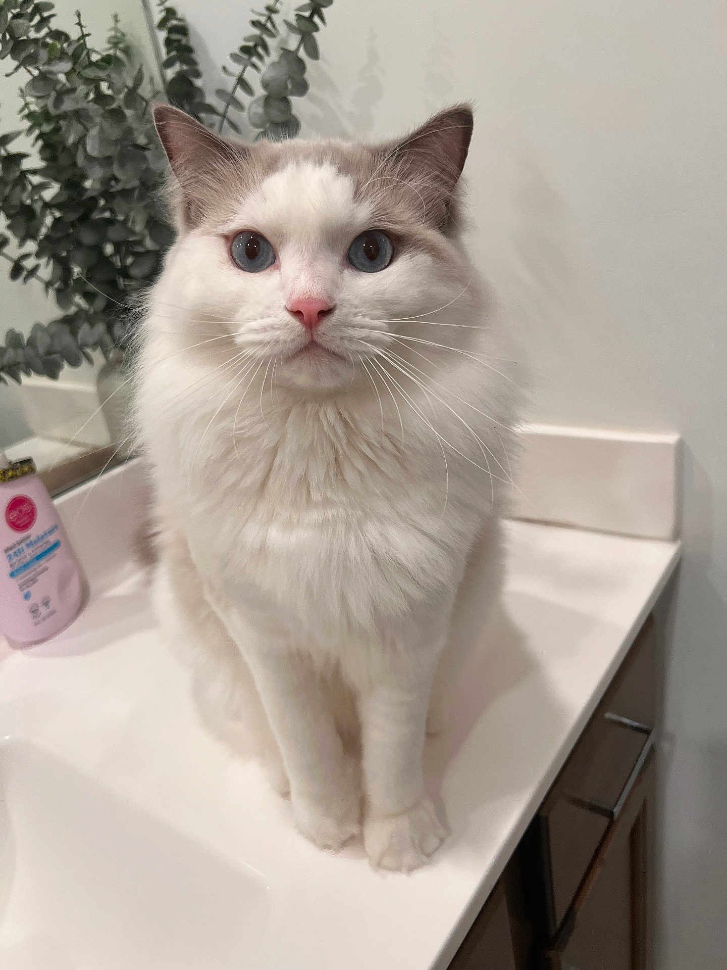Oliver is registered to the contest to win money with this photo: cat, pet, blue_eyes, fluffy, bathroom, sink, countertop, plant, eucalyptus, bottle, grooming, portrait, whiskers, paws, white_fur, indoor, closeup, sitting, curious, pink_nose