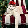 cat, ragdoll, blue_eyes, white_fur, red_bow, christmas_tree, pine_cones, holiday, festive, snowflakes, striped_chair, red_cushion, cozy, pet, indoor, portrait, paw, furniture, decorations, relaxed