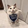 Oliver is registered to the contest to win money with this photo: cat, feline, pet, birthday, bandana, white_fur, blue_eyes, indoor, tile_floor, door, whiskers, paws, portrait, looking_up, sitting, cute, fluffy, celebration, accessory, mammal