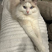 Oliver is registered to the contest to win money with this photo: cat, ragdoll, blue_eyes, white_fur, fluffy, pet, indoor, blanket, cushion, paws, whiskers, portrait, relaxed, cozy, closeup, furniture, staring, mammal, long_legs, soft_texture