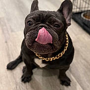 Luna joined the competition — help win amazing prizes! dog, french_bulldog, tongue_out, pet, indoor, floor, chain, black_dog, canine, animal, cute, sitting, close_up, tongue, ears, flooring, house, domestic_animal, mammal, companion