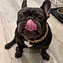 dog, french_bulldog, tongue_out, pet, indoor, floor, chain, black_dog, canine, animal, cute, sitting, close_up, tongue, ears, flooring, house, domestic_animal, mammal, companion