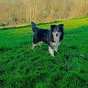 Nesquik a rejoint le concours — aidez-le/la à gagner de superbes lots ! dog, border_collie, grass, field, outdoor, pet, standing, green_grass, trees, nature, sky, fur, muzzle, tail, alert, rural, fence, daylight, portrait, landscape