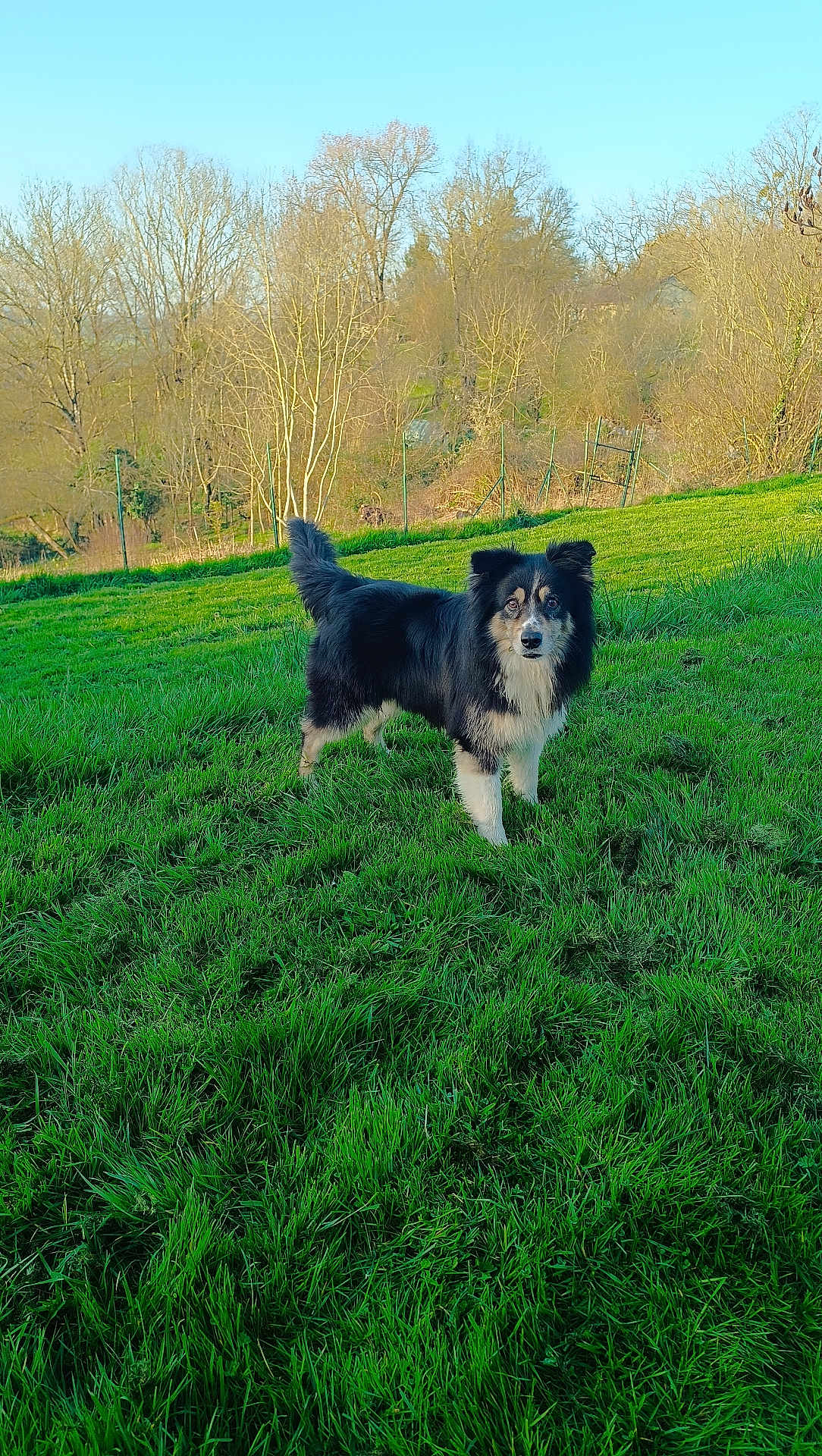 Nesquik a rejoint le concours — aidez-le/la à gagner de superbes lots ! dog, border_collie, grass, field, outdoor, pet, standing, green_grass, trees, nature, sky, fur, muzzle, tail, alert, rural, fence, daylight, portrait, landscape