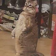 Misgetta participe au concours pour gagner de l'argent avec cette photo : abyssinian, angora, animal, baby, cat, closet, clothing, cupboard, face, footwear, furniture, head, indoors, kitten, manx, person, pet, shoe, siamese, wood