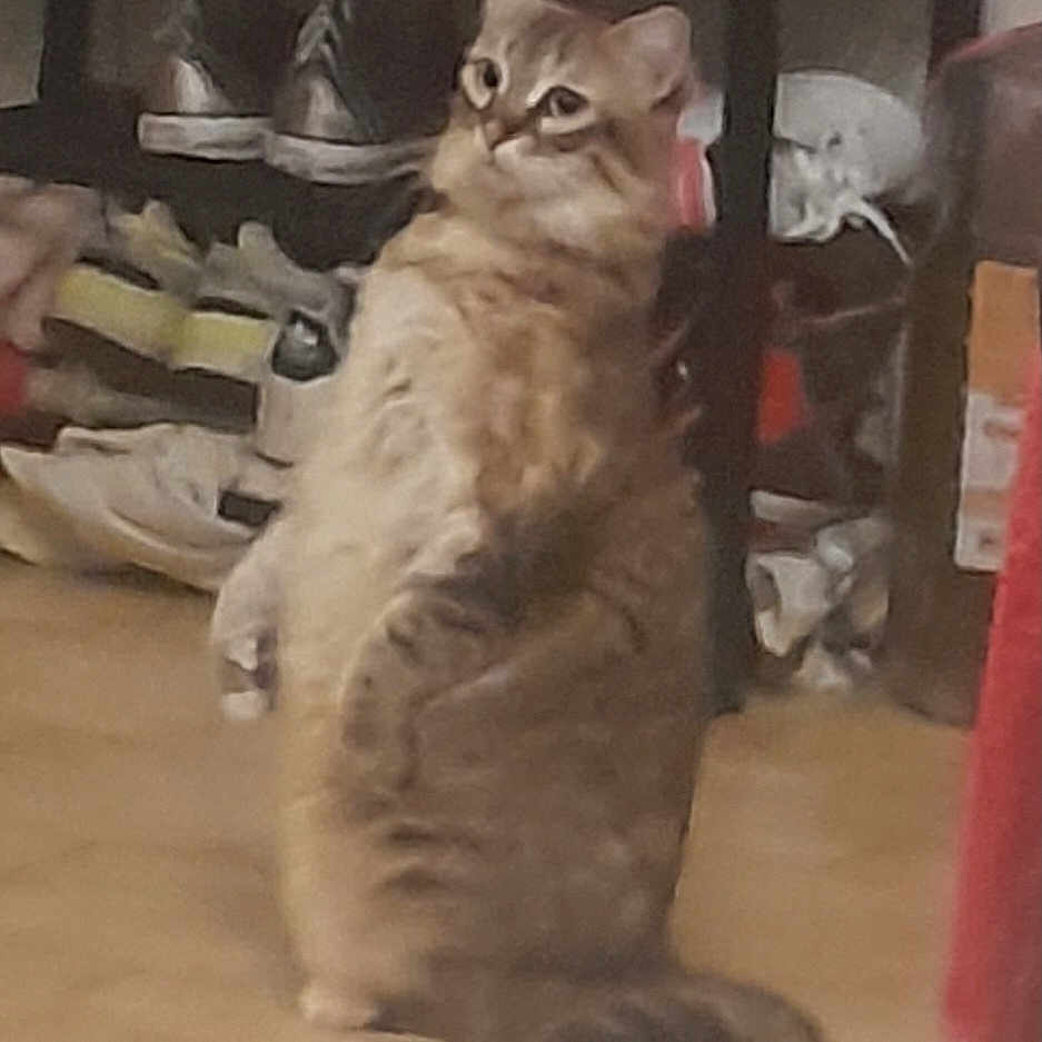 Misgetta participe au concours pour gagner de l'argent avec cette photo : abyssinian, angora, animal, baby, cat, closet, clothing, cupboard, face, footwear, furniture, head, indoors, kitten, manx, person, pet, shoe, siamese, wood