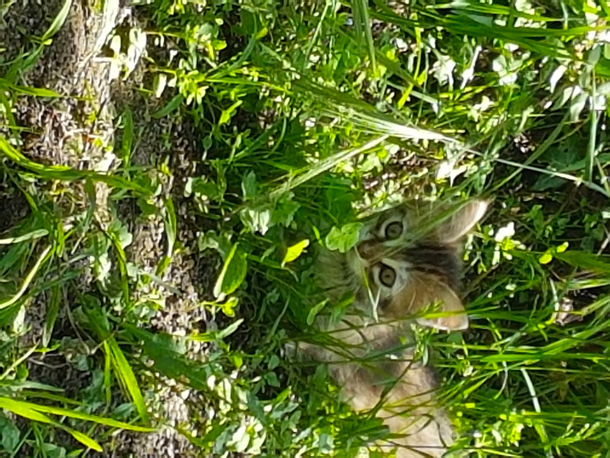 Misgetta a rejoint le concours — aidez-le/la à gagner de superbes lots ! bird_nest, flower, grass, nest, organism, plant, plant_community, wildlife