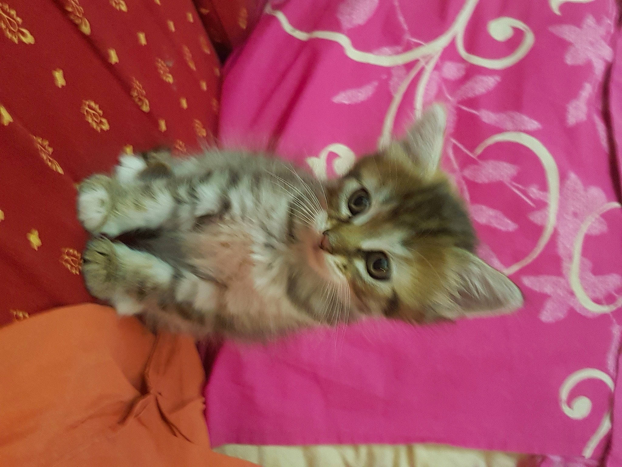 Misgetta participe au concours pour gagner de l'argent avec cette photo : american_curl, asian, australian_mist, british_semi_longhair, carnivore, cat, dragon_li, european_shorthair, felidae, fur, kitten, mammal, pink, pixie_bob, ragamuffin, siberian, small_to_medium_sized_cats, tabby_cat, vertebrate, whiskers