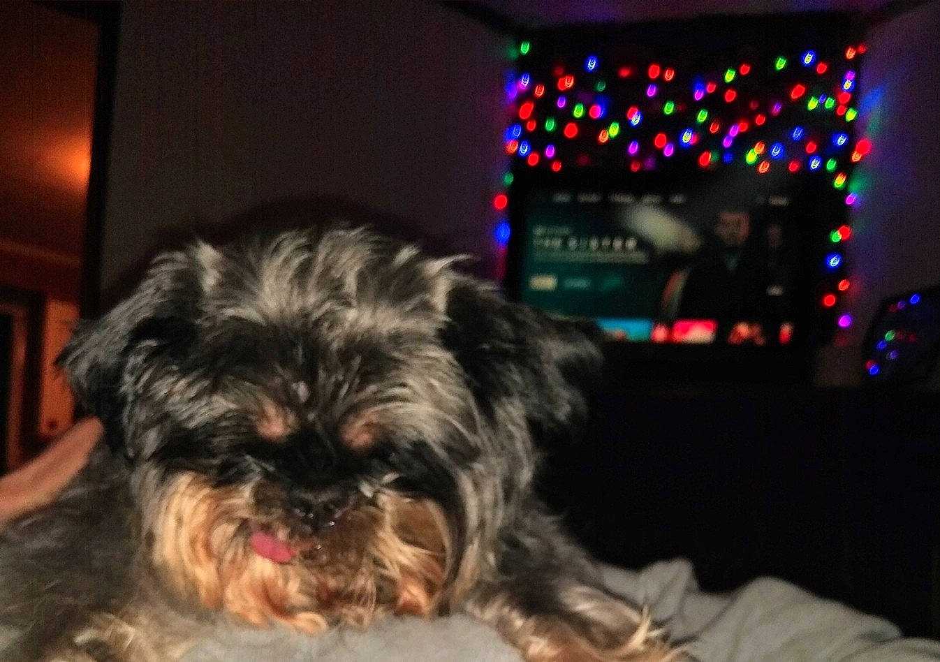 Sprout joined the competition — help win amazing prizes! canidae, carnivore, companion_dog, dog, dog_breed, fur, liver, maltepoo, poodle_crossbreed, puppy, shih_poo, shih_tzu, small_terrier, snout, sporting_group, terrestrial_animal, terrier, toy_dog, working_animal, yorkipoo