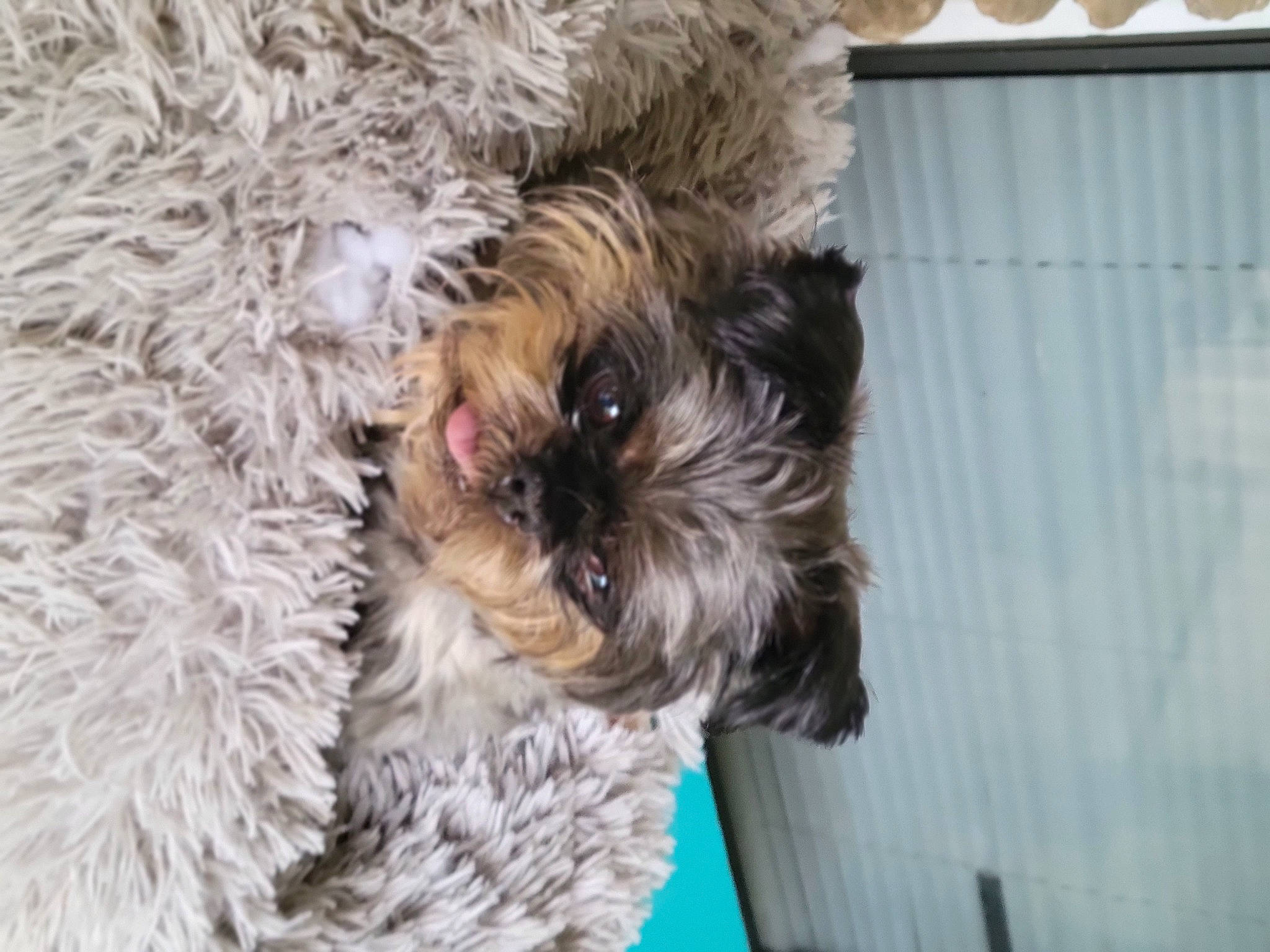 Sprout is registered to the contest to win money with this photo: canidae, carnivore, companion_dog, dog, dog_breed, dog_clothes, dog_supply, fawn, fur, maltepoo, mammal, poodle_crossbreed, puppy_love, small_terrier, snout, sporting_group, terrier, toy_dog, working_animal, yorkipoo