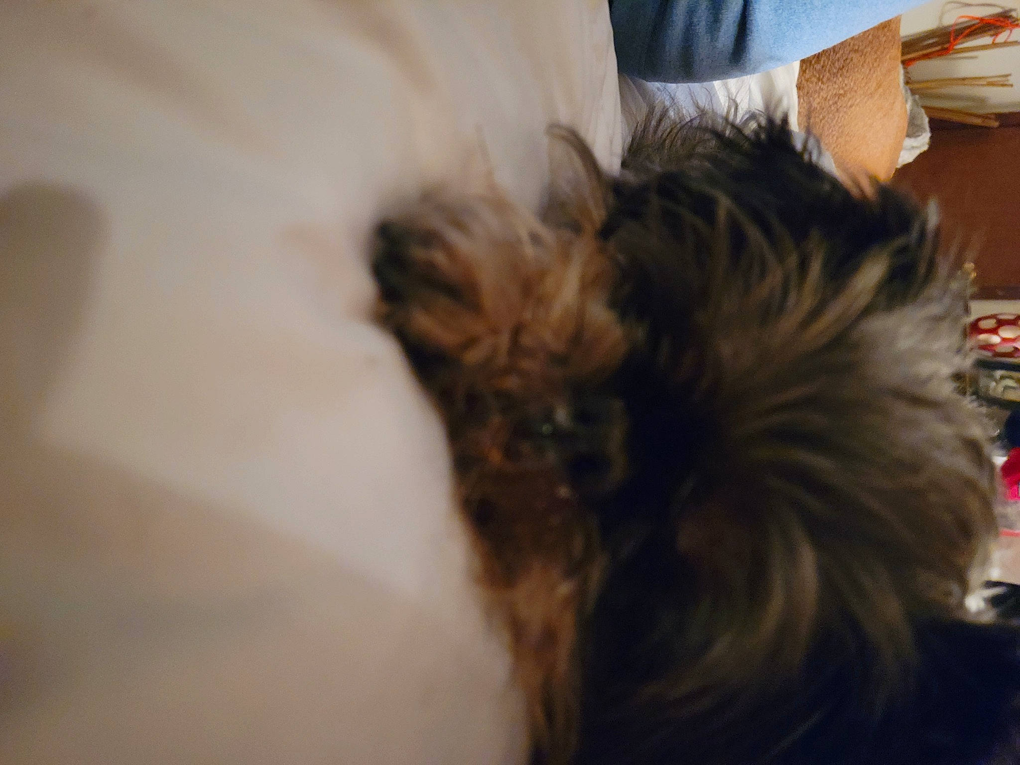 Sprout is registered to the contest to win money with this photo: canidae, carnivore, comfort, companion_dog, dog, dog_breed, ear, eye, fawn, felidae, fur, liver, small_terrier, small_to_medium_sized_cats, snout, sporting_group, tail, terrier, toy_dog, whiskers