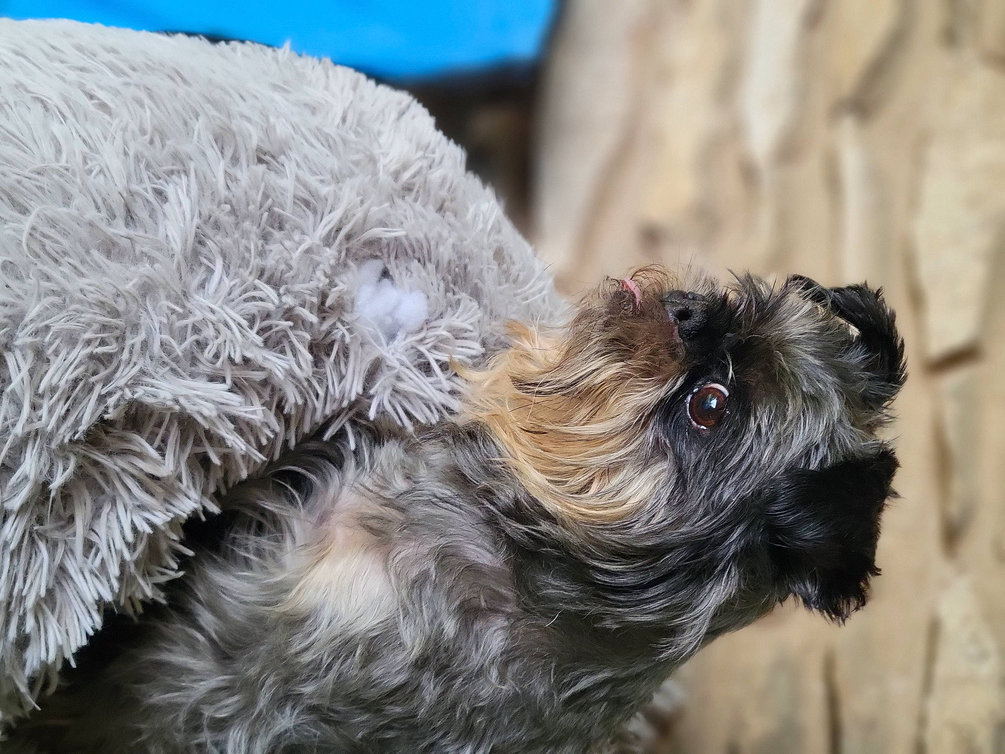 Sprout joined the competition — help win amazing prizes! canidae, carnivore, companion_dog, dog, dog_breed, fawn, fur, liver, maltepoo, non_sporting_group, poodle_crossbreed, small_terrier, snout, sporting_group, tail, terrestrial_animal, terrier, toy_dog, working_animal