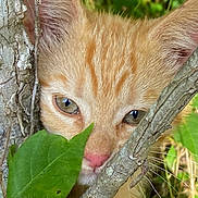 Kitty is registered to the contest to win money with this photo: kitten, cat, ginger_cat, close_up, nature, green_leaf, tree_branch, outdoor, animal, wildlife, curious, cute, feline, eyes, pink_nose, whiskers, fur, playful, camouflage, pet