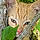 Kitty
