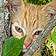 Kitty