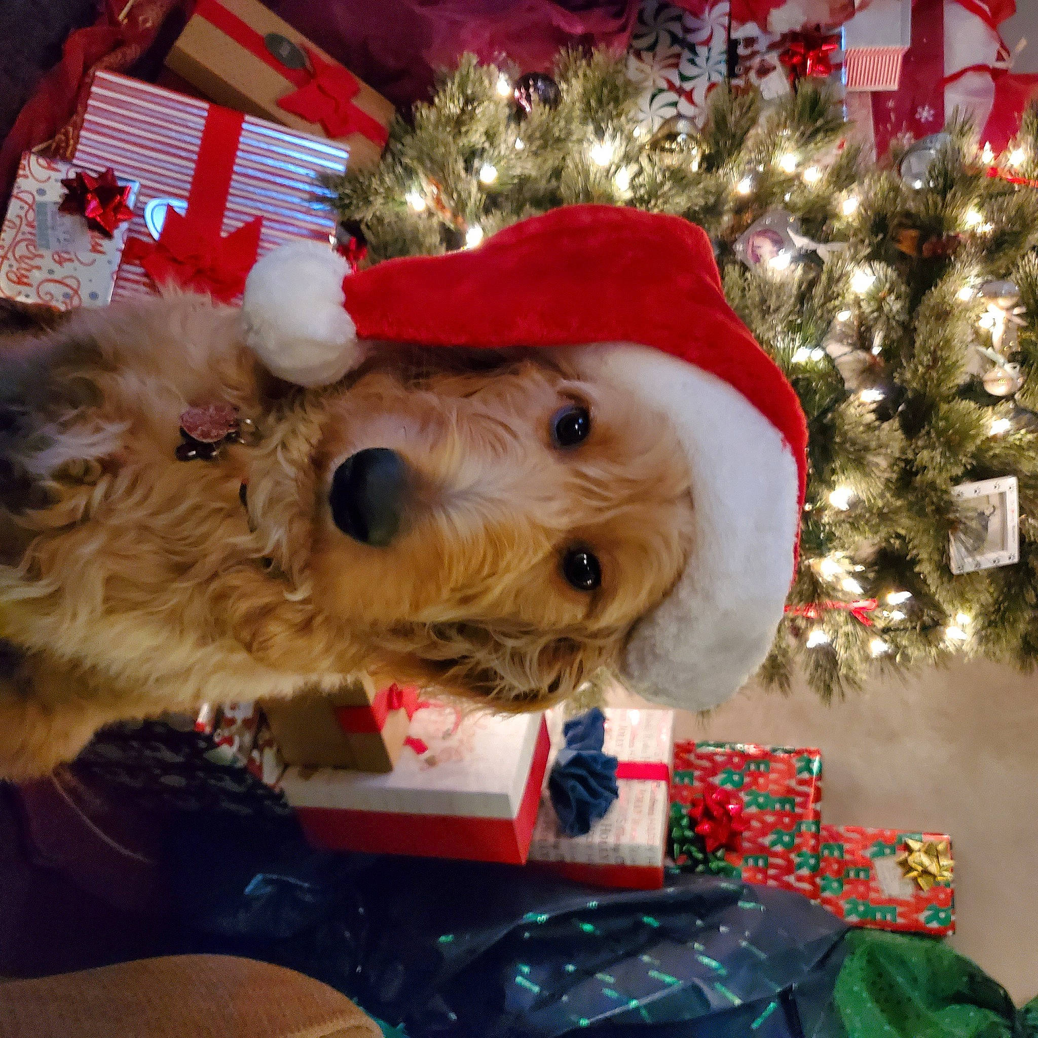 Maycee is registered to the contest to win money with this photo: carnivore, christmas, christmas_decoration, christmas_eve, christmas_ornament, christmas_tree, companion_dog, dog, dog_breed, dog_supply, event, fictional_character, fur, holiday, holiday_ornament, interior_design, snout, sporting_group, stuffed_toy, toy