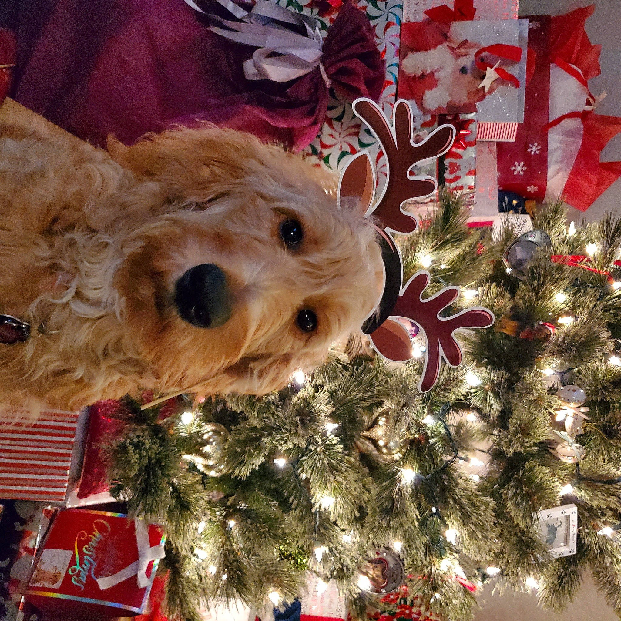 Maycee joined the competition — help win amazing prizes! canidae, carnivore, christmas, christmas_decoration, christmas_eve, christmas_ornament, christmas_tree, companion_dog, dog, dog_breed, event, holiday, holiday_ornament, interior_design, pet_supply, small_terrier, snout, stuffed_toy, toy, toy_dog