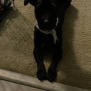 Shadow is registered to the contest to win money with this photo: dog, black_dog, bandana, carpet, indoor, pet, animal, crate, floor, lying_down, canine, shadow, home, domestic, quiet, resting, companion, cute, small_dog