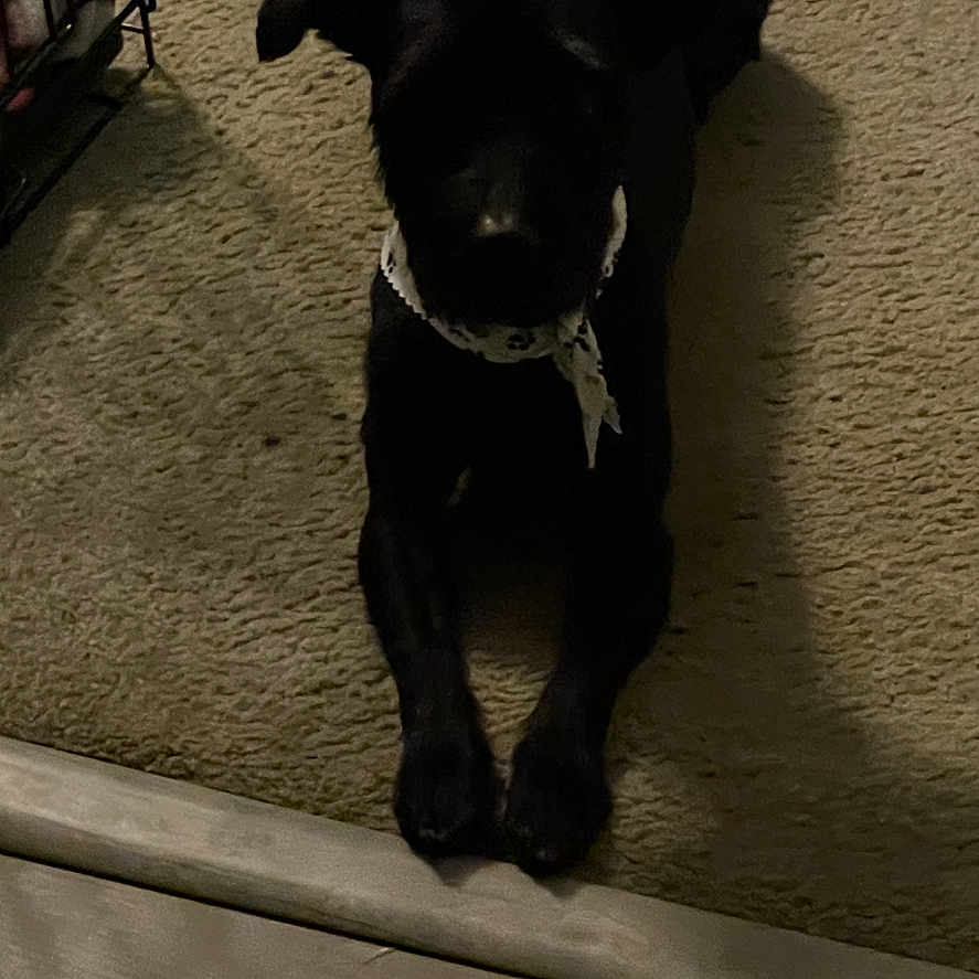 Shadow is registered to the contest to win money with this photo: animal, bandana, black_dog, canine, carpet, companion, crate, cute, dog, domestic, floor, home, indoor, lying_down, pet, quiet, resting, shadow, small_dog