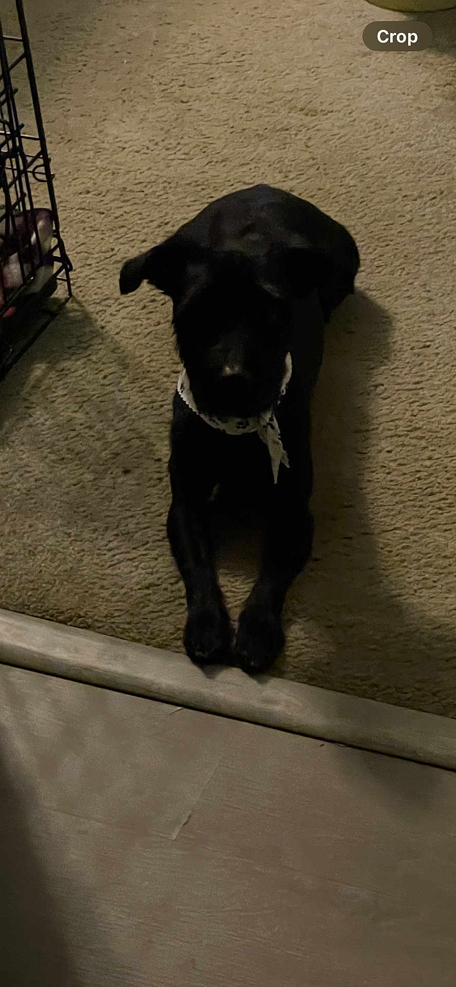 Shadow is registered to the contest to win money with this photo: dog, black_dog, bandana, carpet, indoor, pet, animal, crate, floor, lying_down, canine, shadow, home, domestic, quiet, resting, companion, cute, small_dog