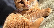 Aslo participe au concours pour gagner de l'argent avec cette photo : animal, blanket, cat, closeup, cozy, cute, domestic, feline, fluffy, fur, indoor, mammal, orange_tabby, paw, pet, relaxed, resting, sleepy, sunlight, whiskers