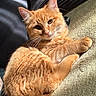 cat, orange_tabby, feline, pet, fluffy, whiskers, sunlight, relaxed, sleepy, indoor, blanket, cozy, fur, paw, cute, animal, mammal, domestic, closeup, resting