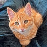Aslo participe au concours pour gagner de l'argent avec cette photo : cat, kitten, orange_tabby, pet, animal, cute, feline, fur, whiskers, ears, eyes, blanket, cozy, indoor, resting, soft, domestic_animal, young, portrait, comfort