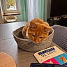 Aslo a rejoint le concours — aidez-le/la à gagner de superbes lots ! cat, orange_cat, basket, table, window, curtains, booklet, indoor, furniture, living_room, pet, cozy, soft_light, curious, domestic_animal, home, relaxing, cute, feline, decor