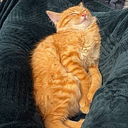 Aslo a rejoint le concours — aidez-le/la à gagner de superbes lots ! cat, orange_tabby, sleeping, cozy, blanket, indoor, pet, feline, relaxed, soft_texture, comfort, resting, warm, cute, fluffy, domestic_cat, fur, whiskers, paws, nap