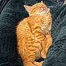 cat, orange_tabby, sleeping, cozy, blanket, indoor, pet, feline, relaxed, soft_texture, comfort, resting, warm, cute, fluffy, domestic_cat, fur, whiskers, paws, nap