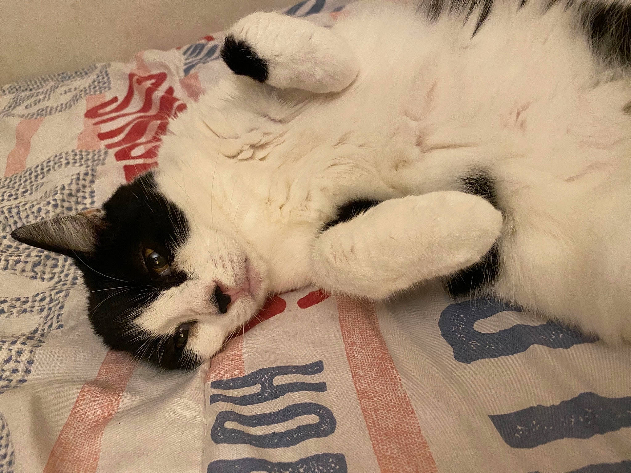 Nounou participe au concours pour gagner de l'argent avec cette photo : carnivore, cat, claw, felidae, fur, home_accessories, linens, nap, paw, pet_supply, small_to_medium_sized_cats, snout, stuffed_toy, terrestrial_animal, vertebrate, whiskers